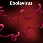 Virus Ebola, Penyakit Mematikan yang Membuat Dunia Kesehatan Selalu Waspada
