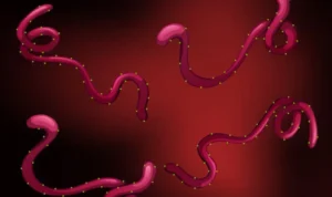 Virus Ebola, Penyakit Mematikan yang Membuat Dunia Kesehatan Selalu Waspada