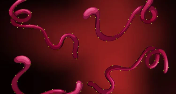 Virus Ebola, Penyakit Mematikan yang Membuat Dunia Kesehatan Selalu Waspada