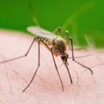 Gejala Malaria Sering Dikira Demam Biasa, Ini Tanda yang Perlu Diwaspadai