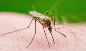Gejala Malaria Sering Dikira Demam Biasa, Ini Tanda yang Perlu Diwaspadai