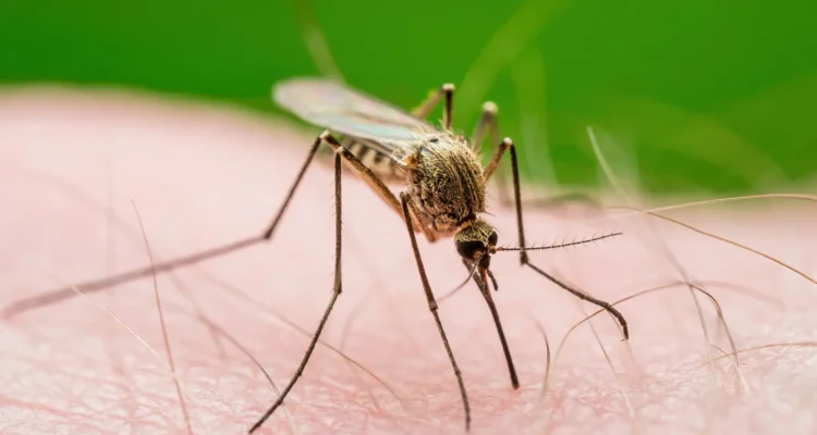 Gejala Malaria Sering Dikira Demam Biasa, Ini Tanda yang Perlu Diwaspadai