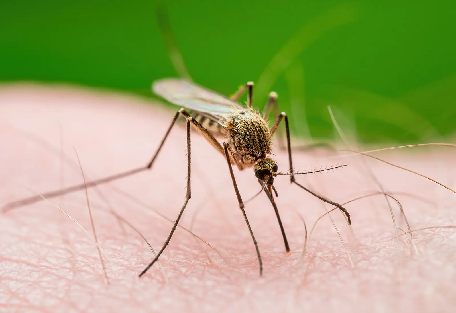Gejala Malaria Sering Dikira Demam Biasa, Ini Tanda yang Perlu Diwaspadai